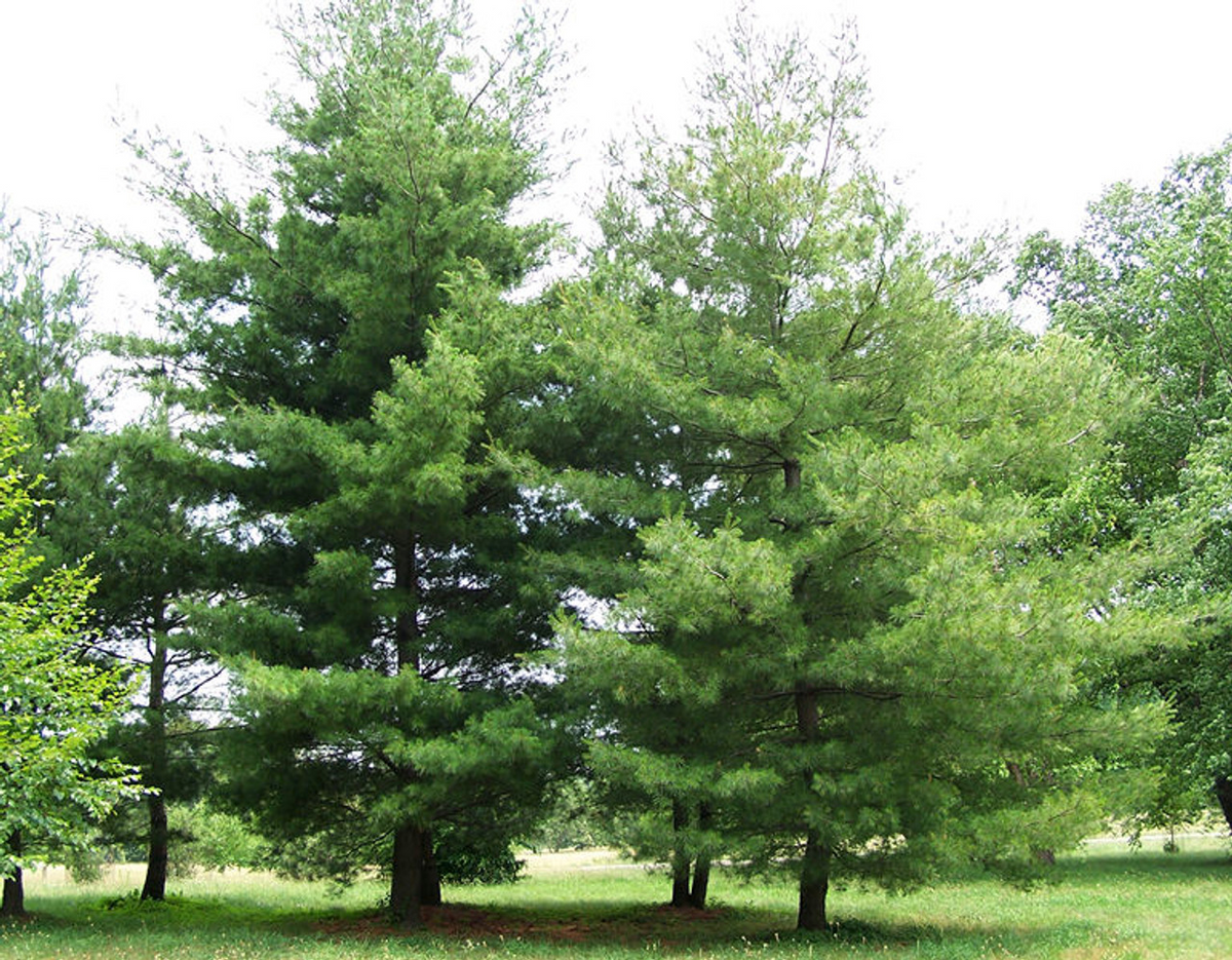Pine Tree Seedlings (10) Bare Root | 3-6" Tall, Fast-Growing Wild Pines for Landscaping