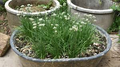 Garlic Chive Leek Plants (Allium tuberosum) - 70 Bare Root Edible Perennial Herb