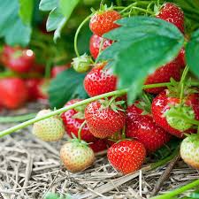 Quinault Ever Bearing Strawberry Plants - 25 Bare-Root Plants