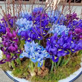 Iris Reticulata Mix Bulbs - Dwarf Purple & Blue Early Spring Blooms (4-6")