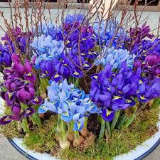 Iris Reticulata Mix Bulbs - Dwarf Purple & Blue Early Spring Blooms (4-6")