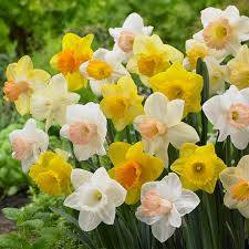 Narcissus Trumpet Daffodil Mix (6 Flower Bulbs) – Yellow, White, Orange, Pink