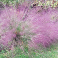 Purple Love Grass Seeds (Eragrostis spectabilis) - 500 Seeds