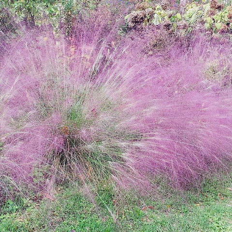 Purple Love Grass Seeds (Eragrostis spectabilis) - 500 Seeds