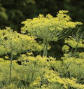 Dukat Dill Seeds - Heirloom, Non-GMO, 500 Seeds | 2-4 ft, 85 Days, Zones 3-9