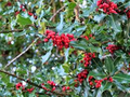 American Holly (Ilex opaca) Seeds - 500mg, Evergreen Tree with Red Berries