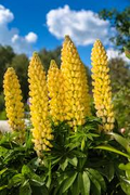 Lupine Yellow Annual Seeds (Lupinus) - 50 Seeds, Drought-Tolerant, Pollinator-Attracting