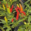 Tabasco Hot Pepper Seeds – 250mg for Planting, Extra Hot Variety
