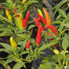 Tabasco Hot Pepper Seeds – 250mg for Planting, Extra Hot Variety