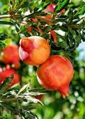 Punica Granatum Pomegranate - 7 Live 6" Unrooted Cuttings