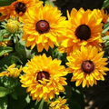 Black Eyed Susan Goldilocks Rudbeckia Double Blooms - 100 Seeds, Non-GMO, Perennial