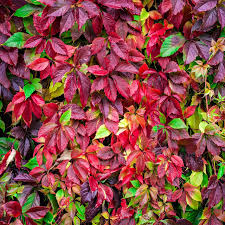 Virginia Creeper Vine Starter Plants (Parthenocissus quinquefolia) - 10 Bare Root Small Plants
