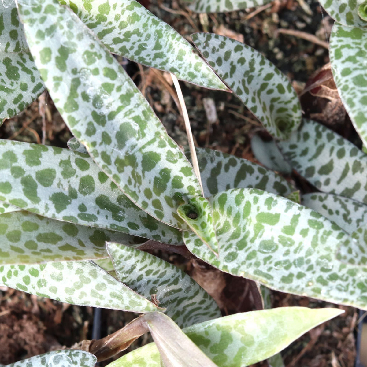 Ledebouria socialis 'Silver Squill' Bare Root Variegated Succulent – 1 Plant