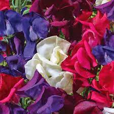 Just Christine Sweet Pea Seeds – Blush Pink, Climbing Vine for Bouquets & Trellises