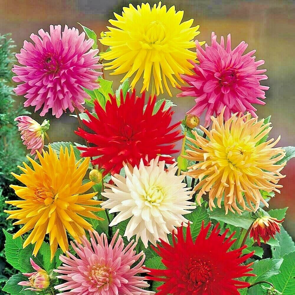 Zinnia elegans Yellow Cactus Giant Seeds - 100 Seeds, Heirloom & Non-GMO, Easy Annual