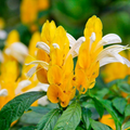 Yellow Shrimp Plant - Justicia brandegeana & Pachystachys lutea | 5" Live Starter Plug
