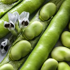 Fava Bean Seeds - Heirloom, 5g for Planting - High Yield, Cold Hardy
