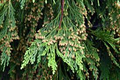 Incense Cedar Tree Seedlings (Calocedrus decurrens) – 5 Live Bare Root Plants