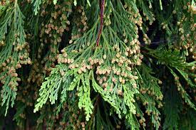 Incense Cedar Tree Seedlings (Calocedrus decurrens) – 5 Live Bare Root Plants