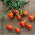 Tomato Floradel Seeds - Solanum lycopersicum, Heirloom, Indeterminate, Large 8-12 oz Fruits