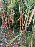 Sugar Cane Plant - 1 Rooted Green/Yellow Starter Plant, Organic Saccharum officinarum - Ready to Plant, Potted