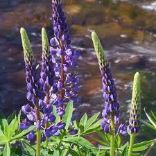Riverbank Lupine (Lupinus rivularis) Seeds - Perennial Pollinator Flower, 500mg