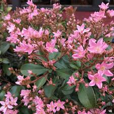 Indian Hawthorne Pink Dancer Cuttings - 7 Live 6" Flowering Evergreen Shrubs (Rhaphiolepis indica) - Zones 7-11