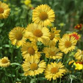 25 Yellow Blanket Flower Seeds Gaillardia aristata Aurea Pura – Perennial, Drought-Tolerant, Pollinator Attracting