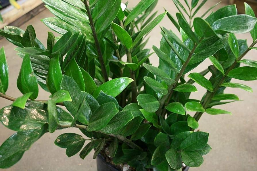 ZZ Chameleon Live Plant - Zamioculcas zamiifolia, 7" Tall in 4" Pot | Low-Light Indoor Houseplant