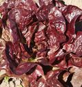 Rouge De Hiver Red Romaine Lettuce Seeds (Lactuca sativa) - 700 Heirloom, Cold-Hardy