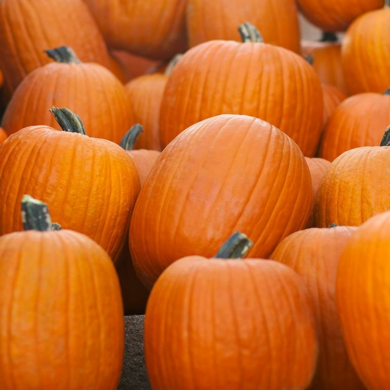 Jack O Lantern Pumpkin Seeds - Heirloom, Non-GMO | 105 Days to Maturity