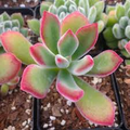 Echeveria pulvinata ‘Plush Chenille’ Bare Root 3" Live Succulent Plant