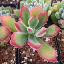 Echeveria pulvinata ‘Plush Chenille’ Bare Root 3" Live Succulent Plant