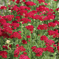 Red Yarrow Achillea Millefolium - 500 Seeds, Pollinator Plant