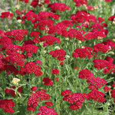 Red Yarrow Achillea Millefolium - 500 Seeds, Pollinator Plant