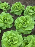 Bibb Lettuce (Lactuca sativa) - 500 Seeds, Butterhead, Crisp & Tender for Salads