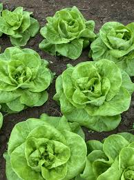 Bibb Lettuce (Lactuca sativa) - 500 Seeds, Butterhead, Crisp & Tender for Salads
