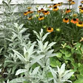 Artemisia Ludoviciana (Prairie Sage) Seeds - 30 mg - Drought-Tolerant Native Perennial