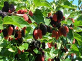 Black Pakistan Mulberry Tree Cuttings (Unrooted) - 10 Fresh Scions for Grafting or Rooting