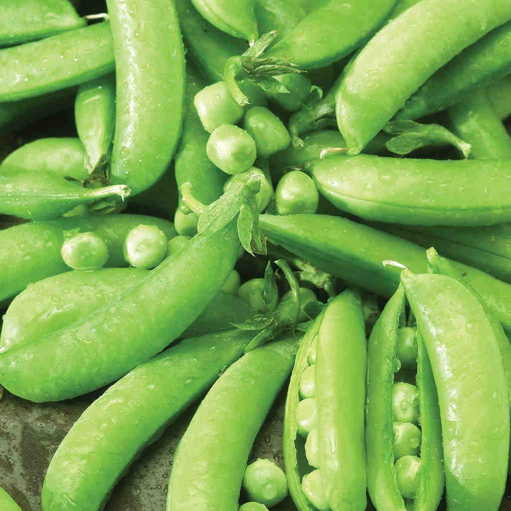 Sugar Snap Pea Seeds - 30 Edible Pod Peas (Pisum sativum) Heirloom