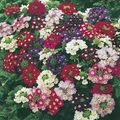 Verbena Compacta Mix - 200 Seeds | Dwarf Groundcover, Non-GMO, Bee-Friendly (Verbena x hybrida)
