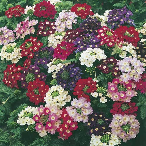 Verbena Compacta Mix - 200 Seeds | Dwarf Groundcover, Non-GMO, Bee-Friendly (Verbena x hybrida)