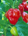 Caribbean Red Habanero Pepper Seeds (Capsicum chinense) - Extra Hot & Fruity
