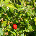 Chiltepin Hot Pepper Seeds (Capsicum annuum) – 30 Seeds for Planting