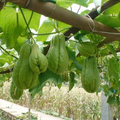 Chayote Squash (Mirliton) Live Plants – 3 Starter Plants in Pots