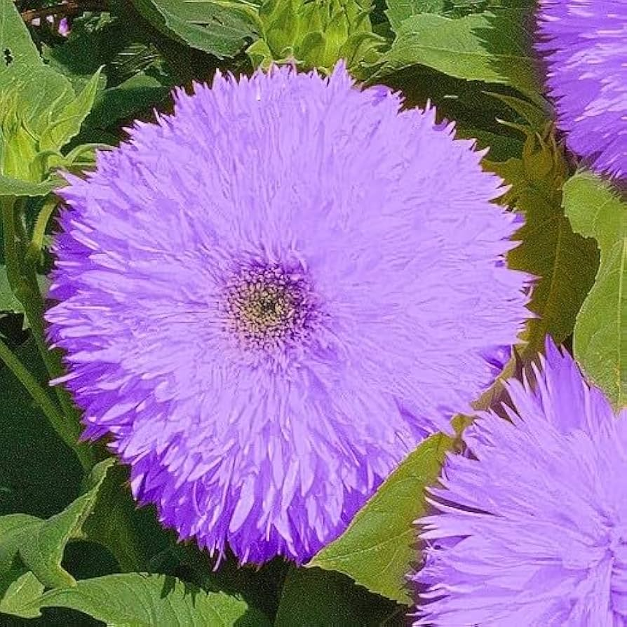 Purple Giant Teddy Bear Sunflower Seeds - 50ct | Fluffy Double Blooms, Purple