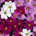 Cosmos Versailles Tetra Red Seeds - 50 Seeds, Non-GMO, Easy to Grow
