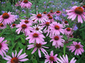 Purple Coneflower Seeds (Echinacea purpurea) - 500mg, Perennial Pollinator Favorite