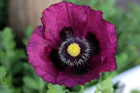 Lauren's Grape Poppy Seeds (Papaver somniferum) - 500 Purple Flower Seeds