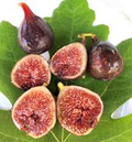 Dark Portuguese Fig Cutting - Unrooted 6+" Scion with 3 Nodes for Rooting & Grafting